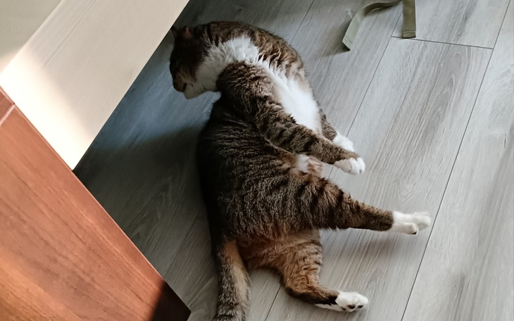 Kot leżący w nietypowej pozycji na podłodze.