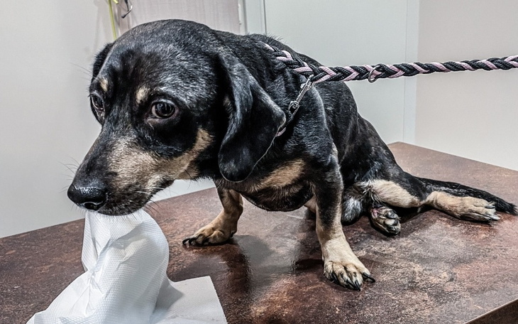 Zbiórka Sparaliżowany błaga o życie - zdjęcie główne