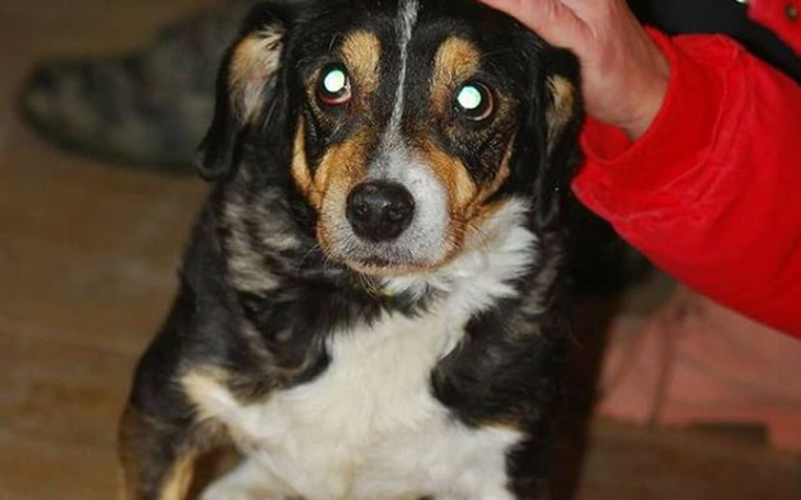 Zbiórka Borek potrzebuje wsparcia ! - zdjęcie główne