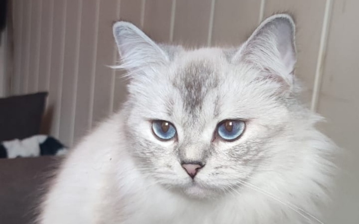 Zbiórka pokrycie kosztów weterynaryjnych - zdjęcie główne