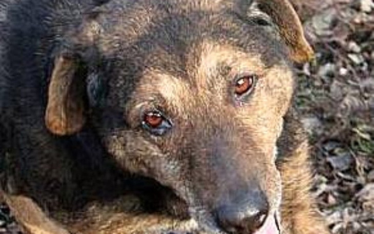 Zbiórka Łajka emerytka potrzebuje pomocy - zdjęcie główne