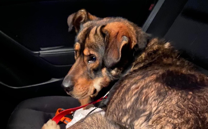 Zbiórka Grosik dla GROSZKA.. - zdjęcie główne