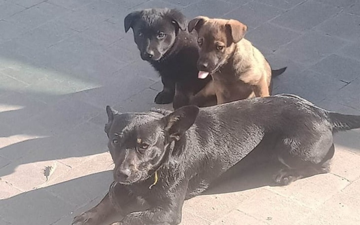 Zbiórka Tylko nie na łańcuch - zdjęcie główne