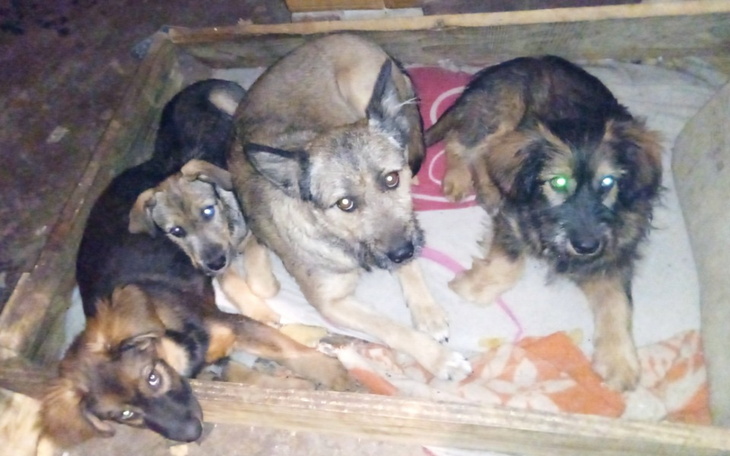 Zbiórka Buda dla psiej rodziny i kojec - zdjęcie główne