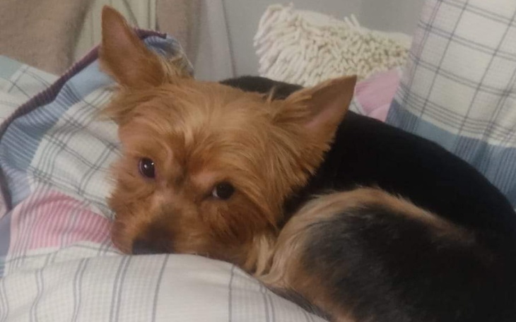 Zbiórka Karma dla Stasia i Cujo - zdjęcie główne