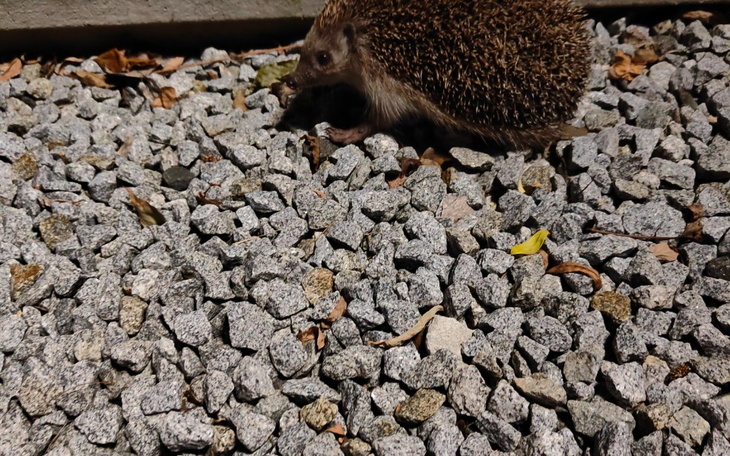 Zbiórka Uciec ale za co - zdjęcie główne