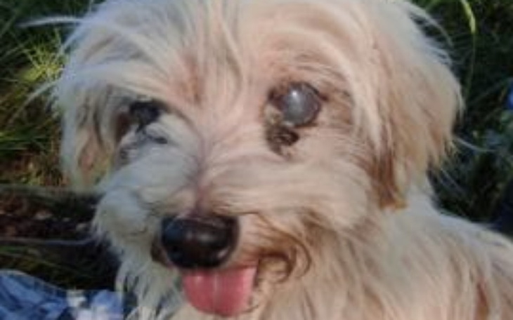 Mały piesek z jednym okiem, uśmiechnięty i przyjazny.