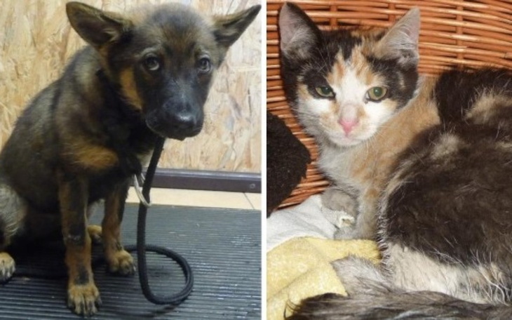 Zbiórka Zbiórka ,,Podaj Łapę - zdjęcie główne