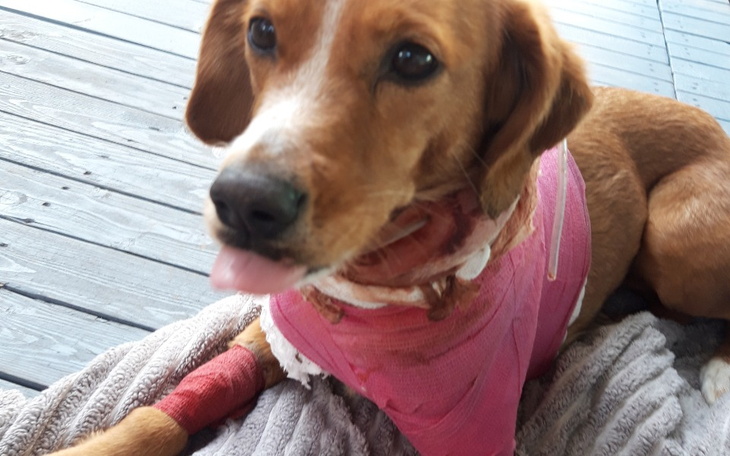 Zbiórka Na operację Alis,prosimy o pomoc - zdjęcie główne