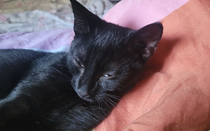 Czarny kot leżący na kolorowych poduszkach.