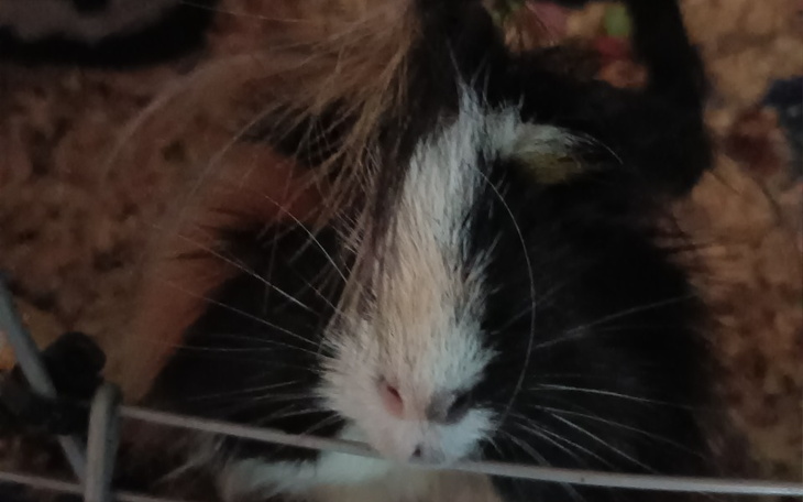 Zbiórka Pomoc dla świnki pusi - zdjęcie główne