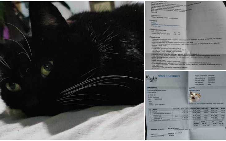 Zbiórka Leczenie Luneczki super Koteczki - zdjęcie główne