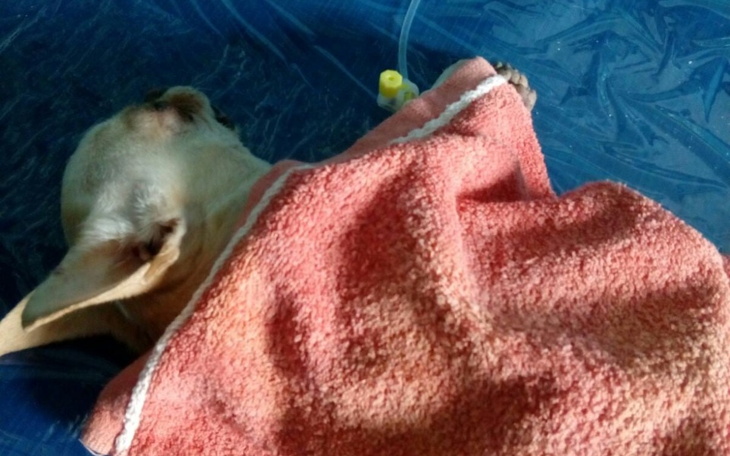 Chory pies owinięty w ręcznik, leży na niebieskiej powierzchni.