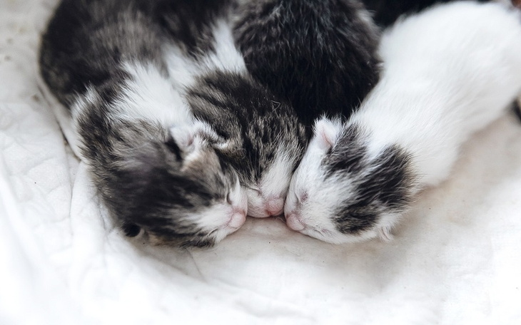 Zbiórka Utrzymanie bezdomniaczków-lipiec - zdjęcie główne