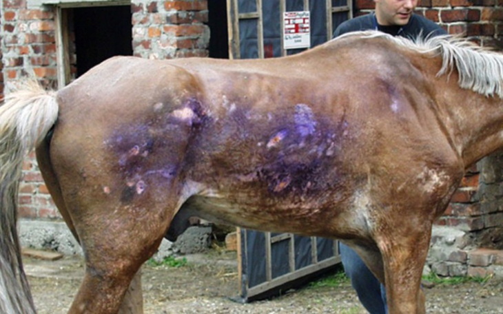 Zbiórka Na ratunek koniom . Proszę nie o - zdjęcie główne