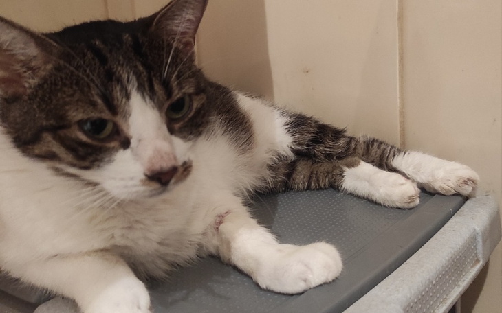 Zbiórka Bez Was Mami umrze - zdjęcie główne