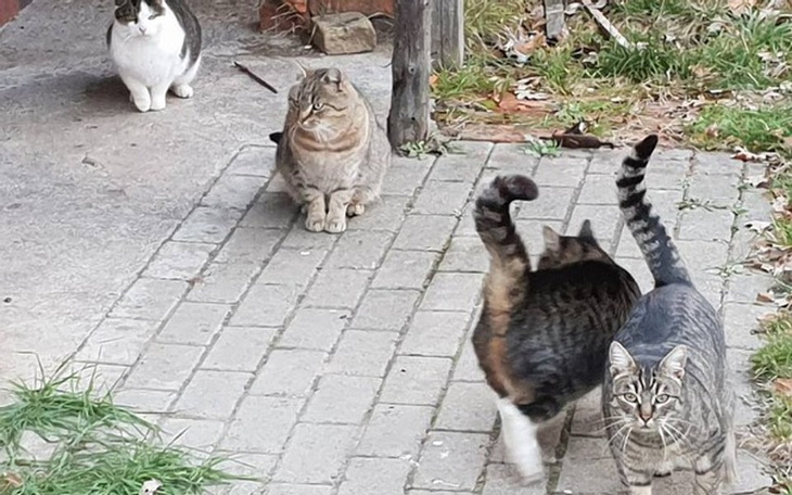 Zbiórka Kot nie ślimak domku nie nosi II - zdjęcie główne