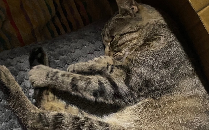 Zbiórka na operację dla mojego kotkaa - zdjęcie główne