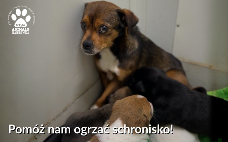 Psy w schronisku, apel o pomoc dla zwierząt.