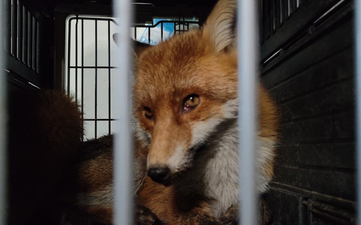 Zbiórka Lisek, który konał w krzakach - zdjęcie główne