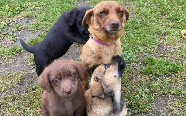 Zbiórka By móc dalej ratować ZWIERZAKI - zdjęcie główne