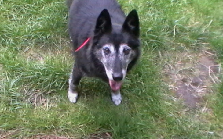 Zbiórka Szufladka dla zwierzaczka! - zdjęcie główne