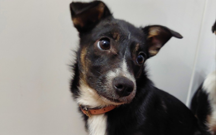 Zbiórka Schroniskowe psiurki - zdjęcie główne