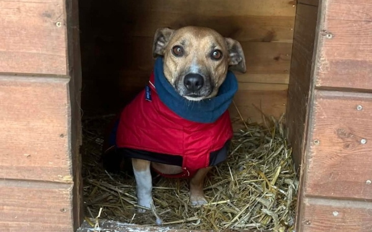Pies w czerwonym płaszczu, siedzący w budzie.