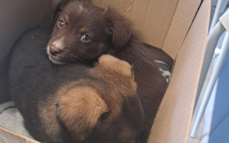 Dwa szczeniaki leżące w kartonie, przytulone do siebie.