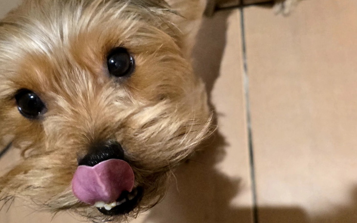 Mały piesek z wystającym językiem, patrzy w obiektyw.