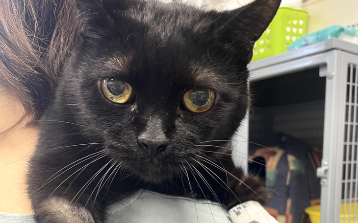 Czarny kot z dużymi oczami, trzymany na ramieniu.