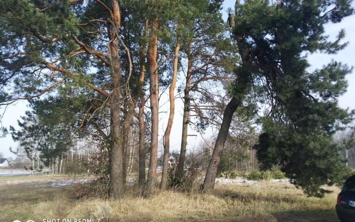 Zbiórka Na posadzenie lasu swierkowego - zdjęcie główne