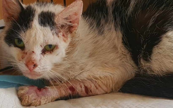 Zbiórka Ratujemy bezdomne kotki - zdjęcie główne