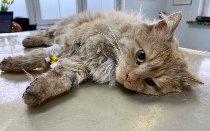 Zbiórka Princ prosi o wsparcie - zdjęcie główne