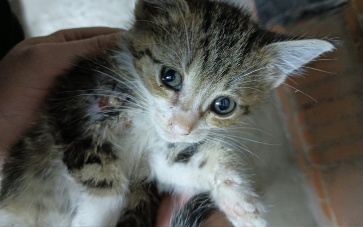 Zbiórka Kotek ze złamaną łapką - zdjęcie główne