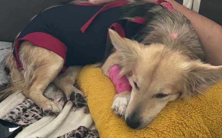 Pies śpiący na poduszce z różowym bandażem.