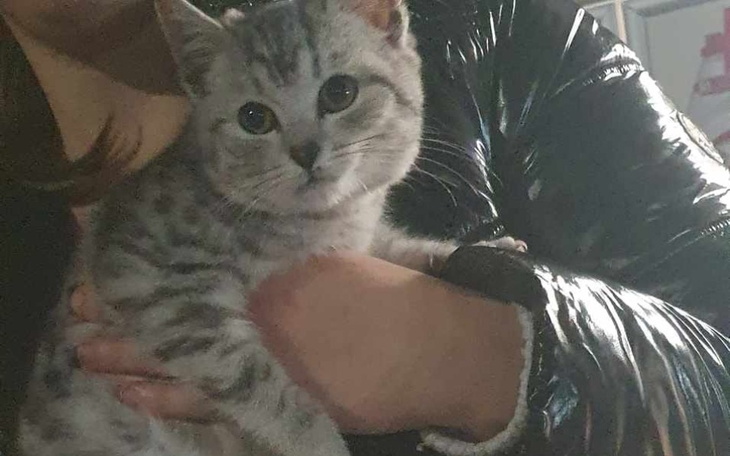 Zbiórka Ratujemy kociaki z ulicy - zdjęcie główne