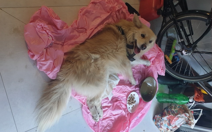 Zbiórka Dla psa który nie może chodzić - zdjęcie główne