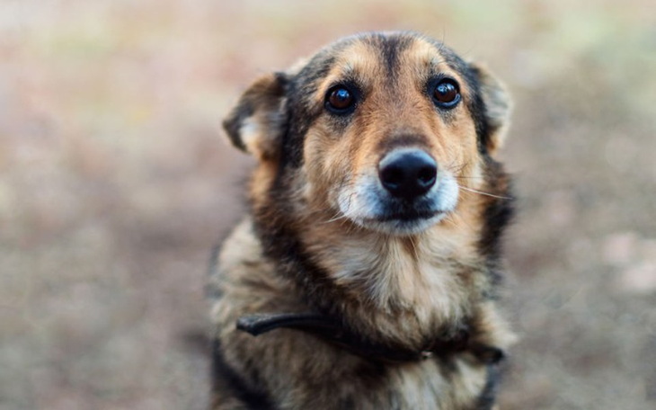 Zbiórka Na błąkające się psy - zdjęcie główne