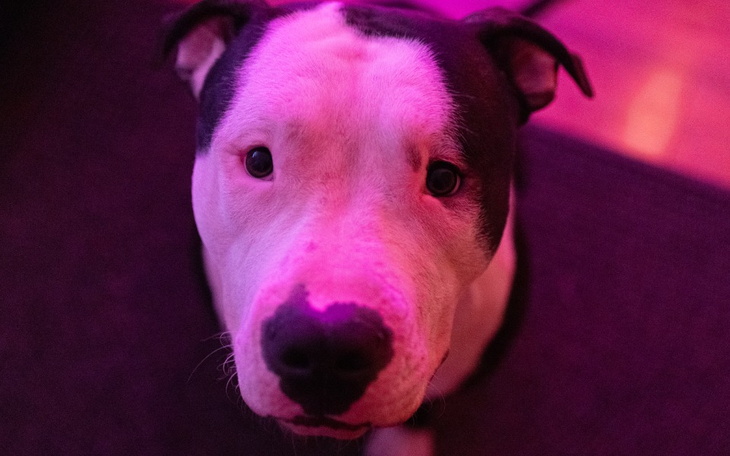 Zbiórka Ratujmy Serce na Czterech Łapach - zdjęcie główne