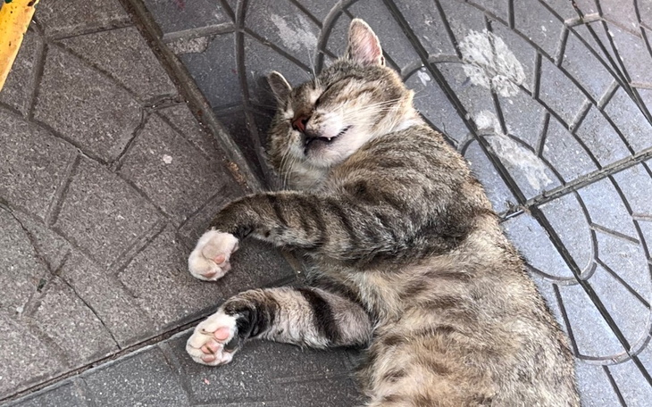 Zbiórka Zbieramy na leki dla kotka - zdjęcie główne