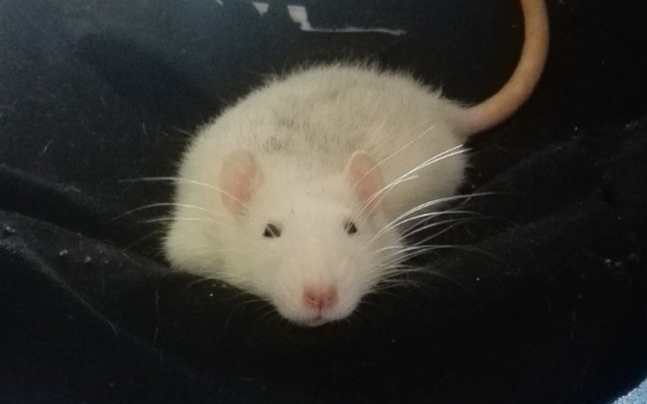 Zbiórka Królewna wśród Wrocławiaków - zdjęcie główne