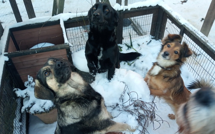 Zbiórka Na Święta dla naszych ogonków - zdjęcie główne