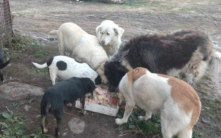 Grupa psów jedzących z jednego pojemnika na zewnątrz.