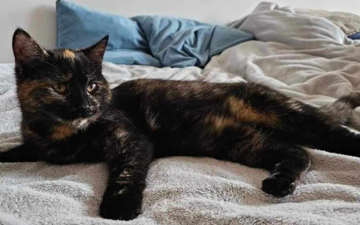 Zbiórka Akcesoria dla kotów adopcyjnych - zdjęcie główne