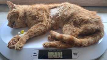 Zbiórka Wychudzony Mars - miniaturka zdjęcia