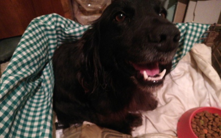 Zbiórka Operacja kręgosłupa psiaka - zdjęcie główne