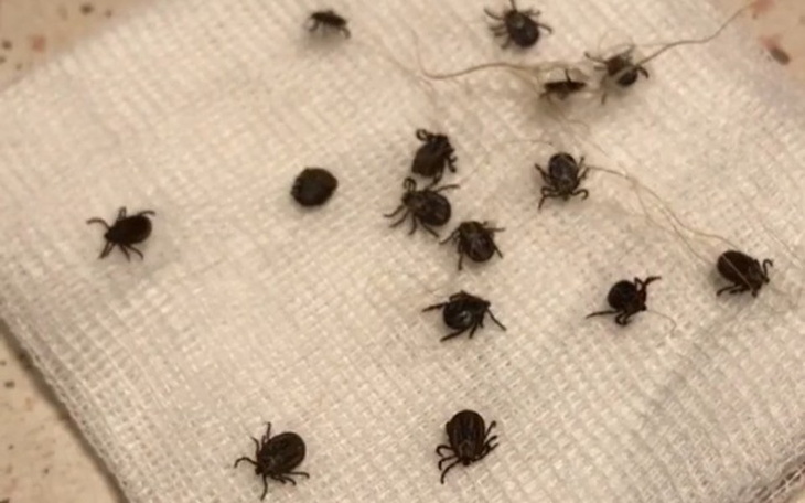 Zbiórka Profilaktyka przeciwkleszczowa - zdjęcie główne