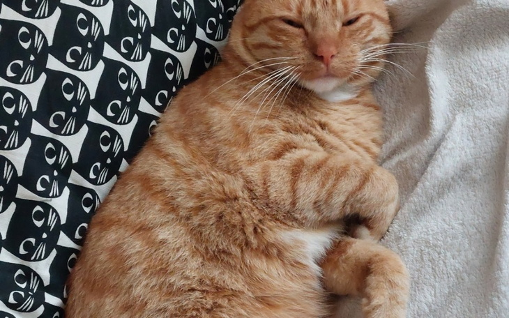 Zbiórka Proszę o pomoc dla Rudiego - zdjęcie główne