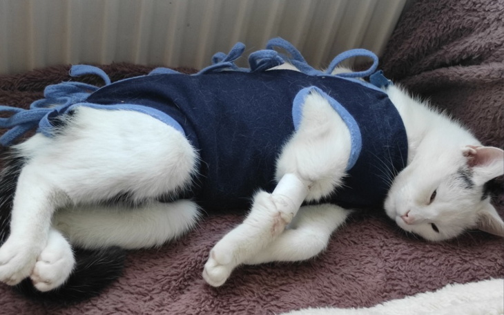 Zbiórka Piętnastometrowa Kropka w kropce - zdjęcie główne